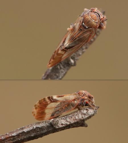 Cacopsylla limbata